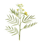 Cassia angustifolia
